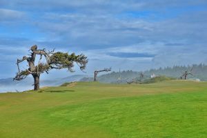 Sheep Ranch 17th Trees